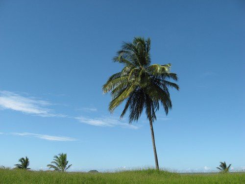 Album - Faune, flore, paysages et sous bois