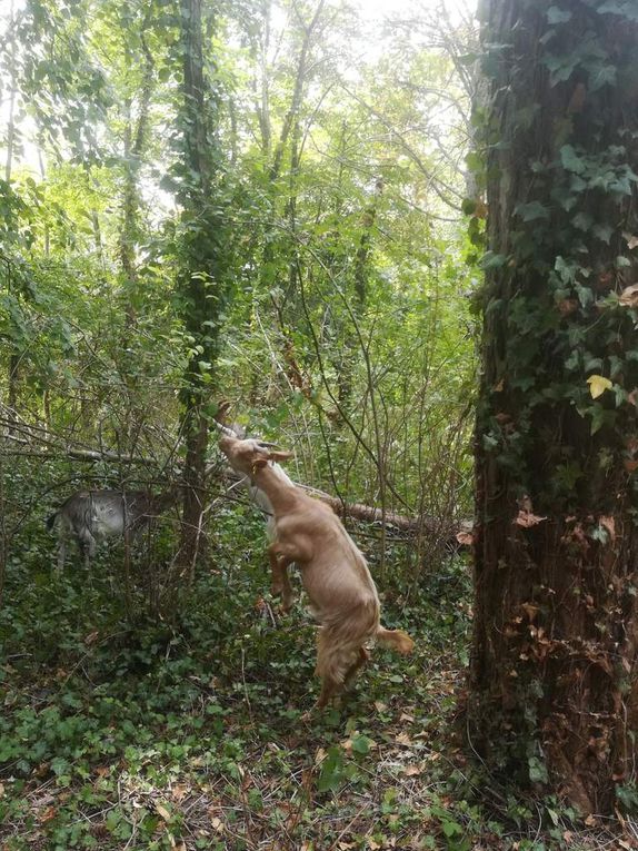 03/08/2019 Parc de la Faucigny