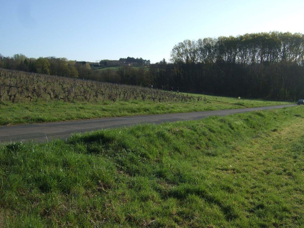 Rando 55 km "entre vigne et pierres dorées"