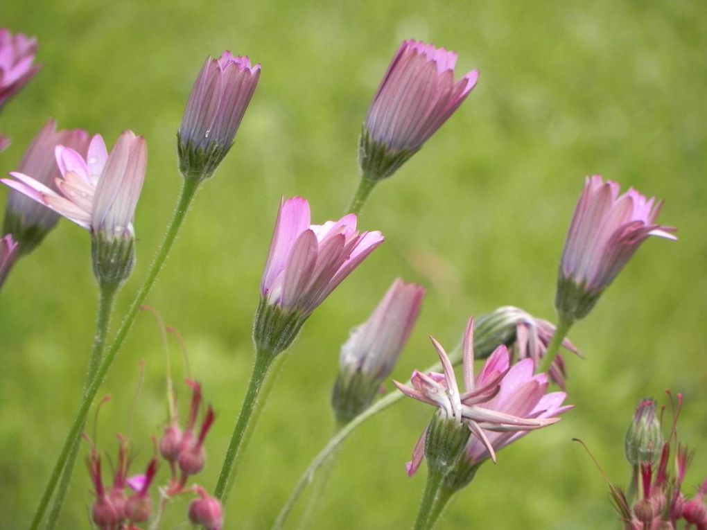 Album - jardin-bassin