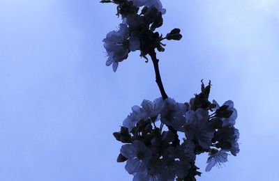 un rayon de soleil et un tour dans mon jardin !