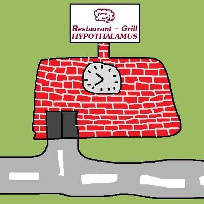 Qu'est-ce qu'on mange à l'Hypothalamus?