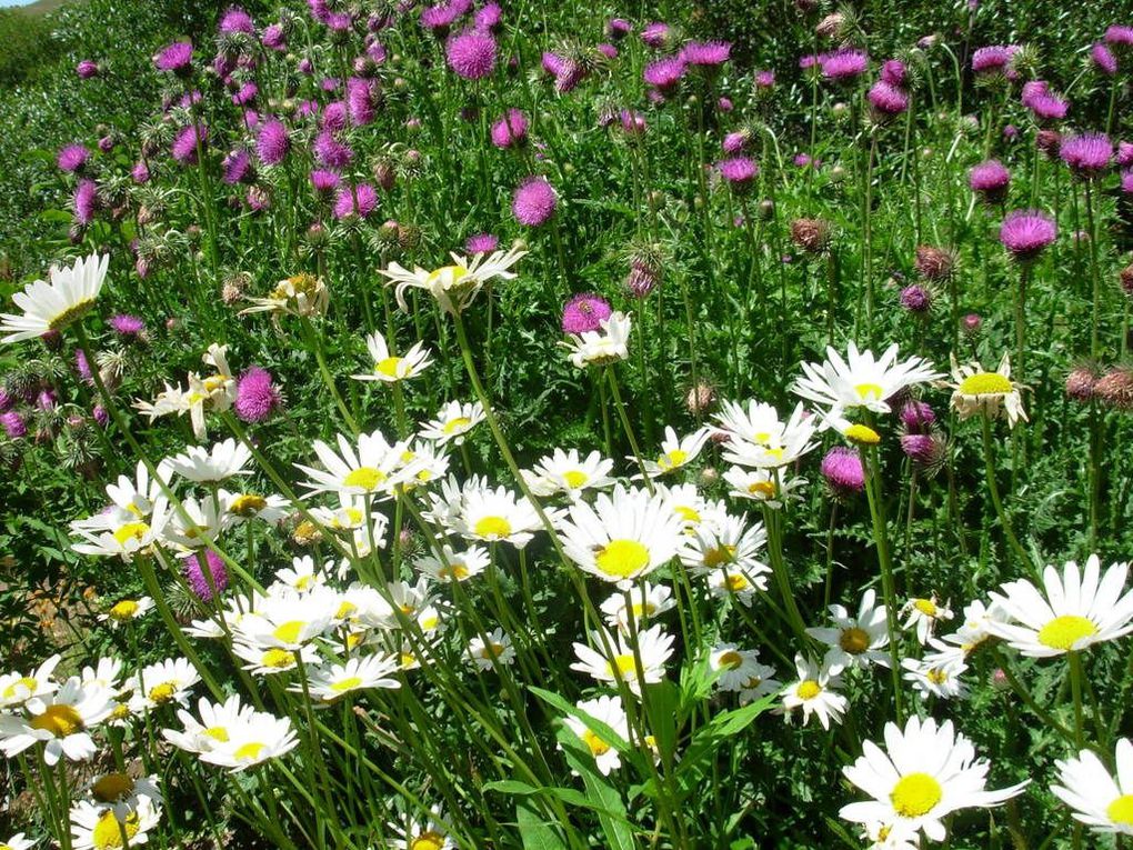 Album - LE-JARDIN-ALPIN-DU-LAUTARET