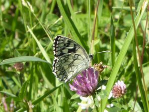 Papillons des prairies fleuries