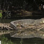 Hermès va construire la plus grande ferme de crocodiles d'Australie