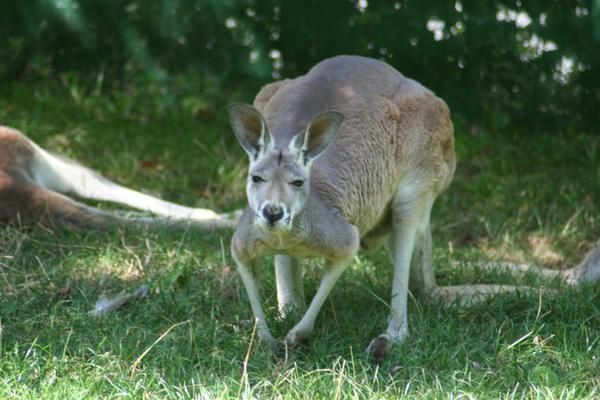 Album - zoo de beauval