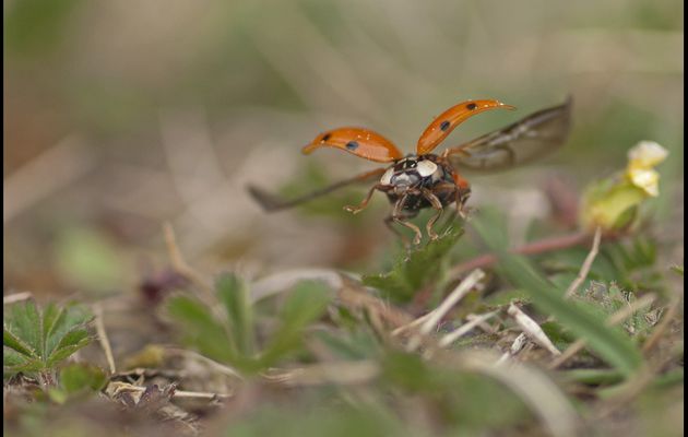 envol coccinelle asiatique 