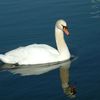 Cygne