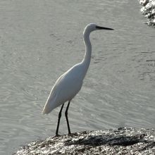 Aigrette Garzelle , Ile de Ré ( Charentes-Maritimes 17 ) A