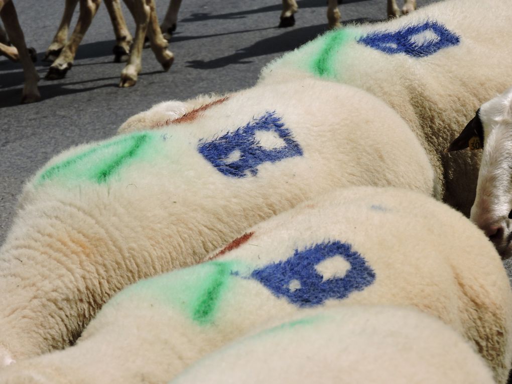 Transhumance de passage à Maurs
