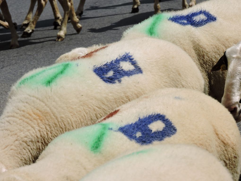 Transhumance de passage à Maurs