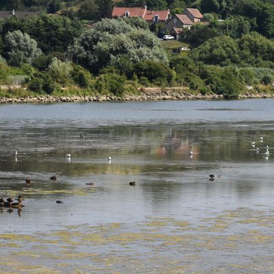 oiseaux sur la Liane, Boulogne /mer