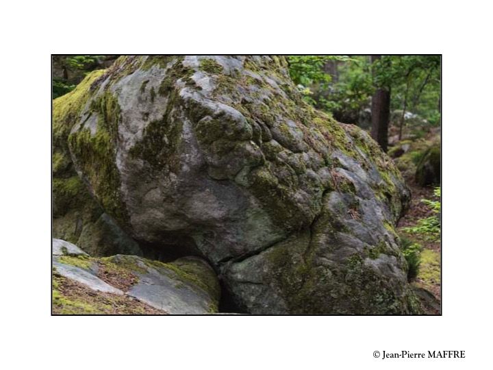 Quelle belle découverte que cette profusion de rochers aux formes insolites qui peuplent l'inoubliable forêt de Fontainebleau.