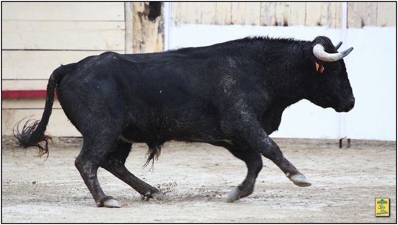 DIAPORAMA DE LA FAENA DE PATRICK VARIN