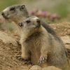 l'épopée des marmottes.over-blog.com