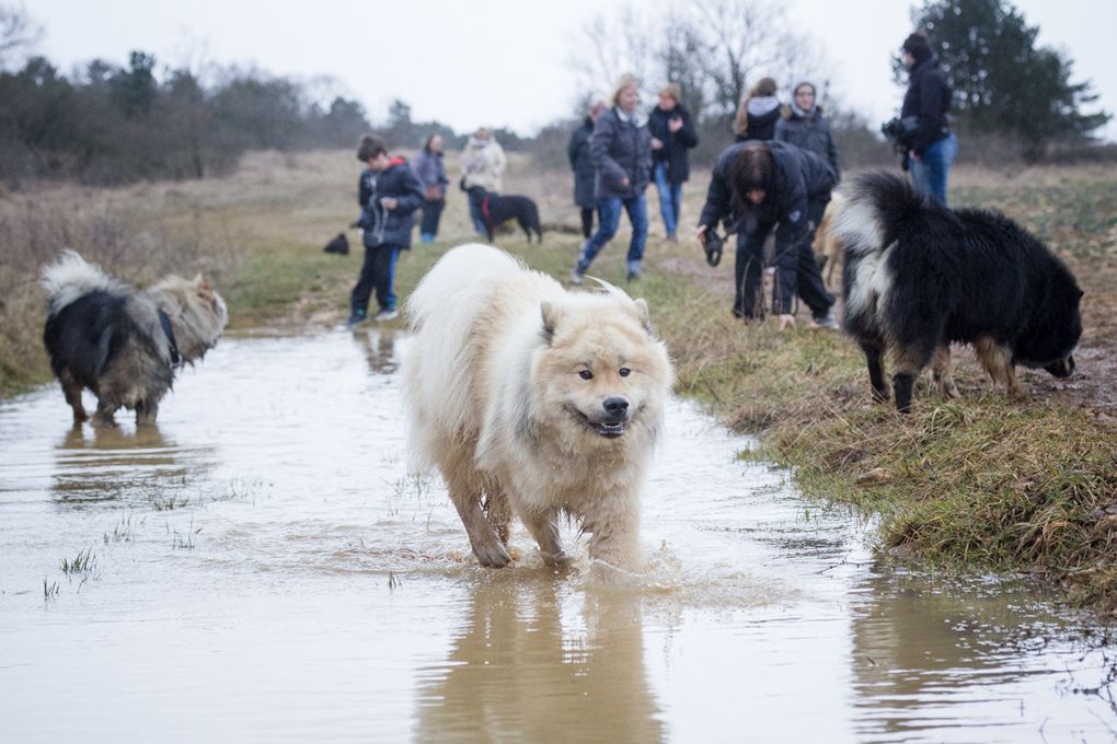 Photos souvenirs de la promenade organisée par Balade Ton Chien le 1er mars 2015