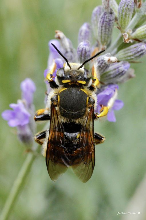 Abeilles cotonnières ou résinières en macro . 
Anthidium florentinum - Anthidum sp. femelle