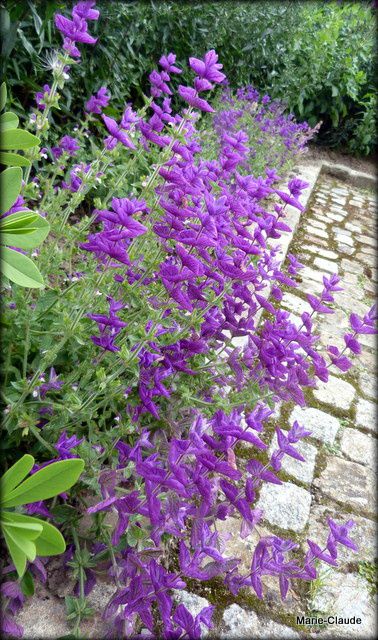 De retour aux jardins de Blérancourt,