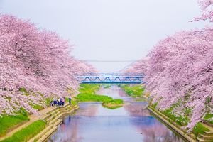 Hanami, la festa dei ciliegi in fiore in Giappone