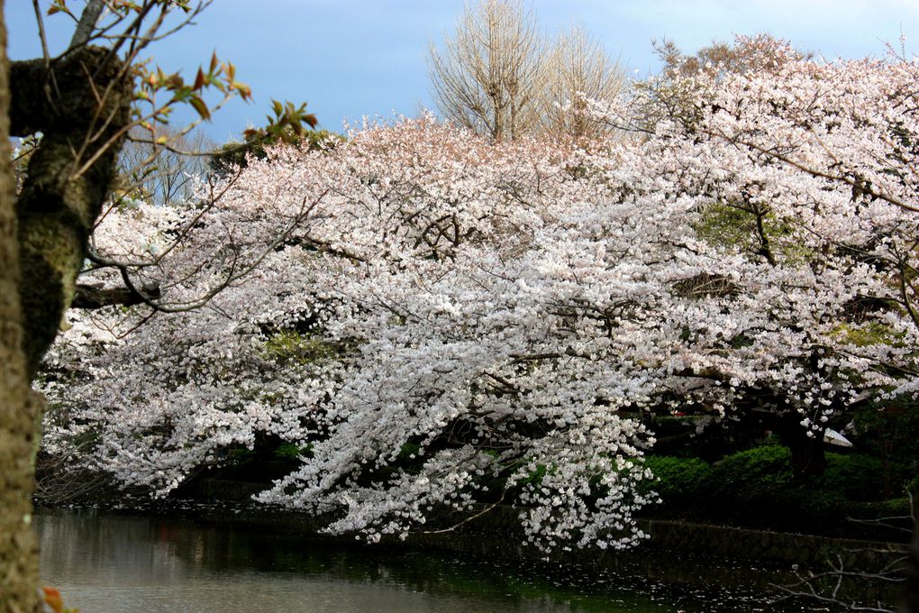 Photos de Kamakura, semaine pleine de fleurs de cerisiers
(s'il vous plait, respectez mon copyright)