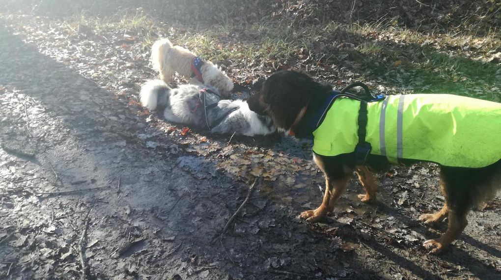 17ème Rando Canine le 14/01/2018 à Rilly sur Loire