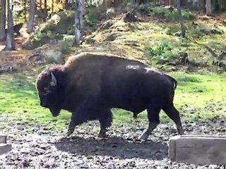 Canada tjs....Parc Oméga....Le Bison