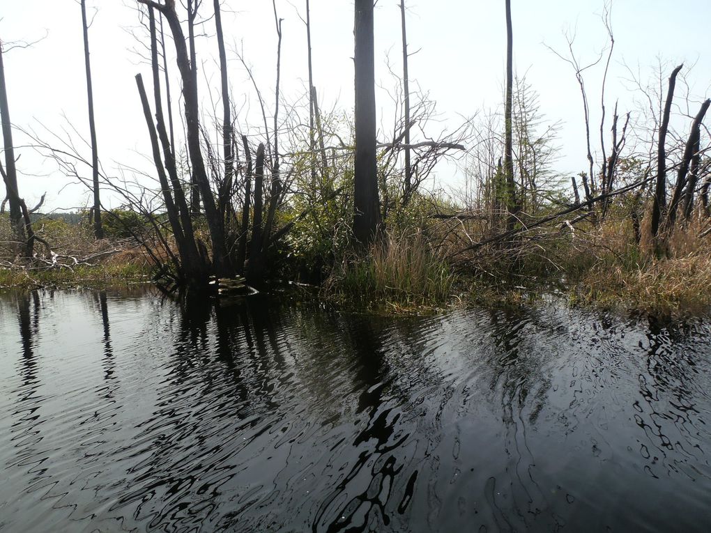 Le marais est situé au-dessus d'une tourbière préhistorique qui continue de relâcher du méthane. Les orages, fréquents dans la région, l'enflamment parfois et c'est tout le marais qui brûle. Nous voyons ici les résultats du dernier gros incendie qui l’a ravagé en 2011 et qui a duré presqu’un an. Ici, cet événement naturel, permet de maintenir  l'écosystème du pin à longues feuilles, espèce locale en danger. 