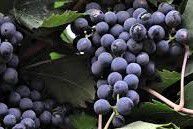 #Montepulciano Producers Central Valley  California Vineyards 