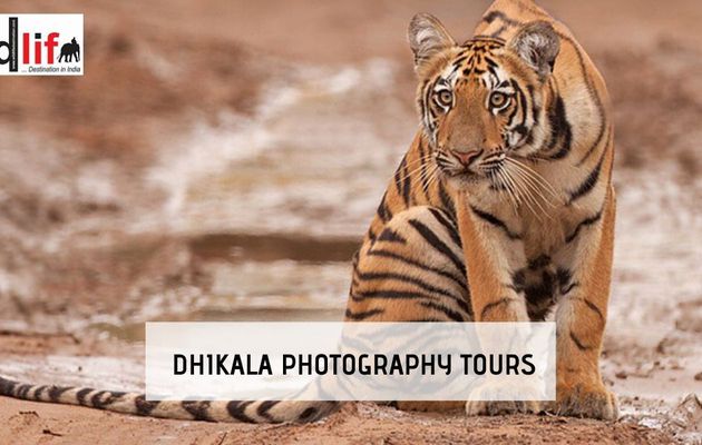 Wild Photography: Dhikala Photography Tour