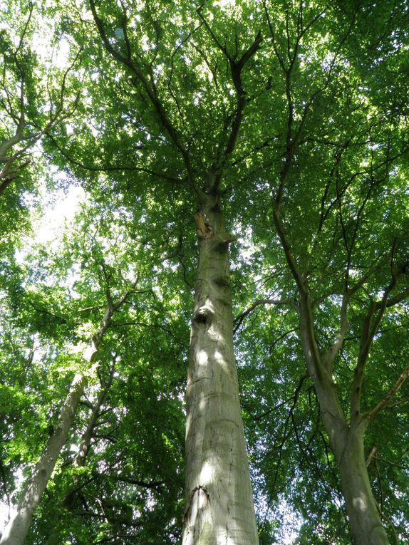 Promenade nature au Domaine provincial d'Hélécine - Hesbaye.