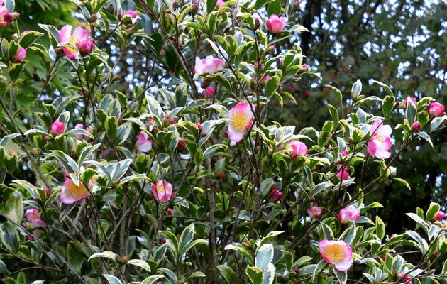 Connaissez-vous le Camellia sasanqua "Variegata" ?