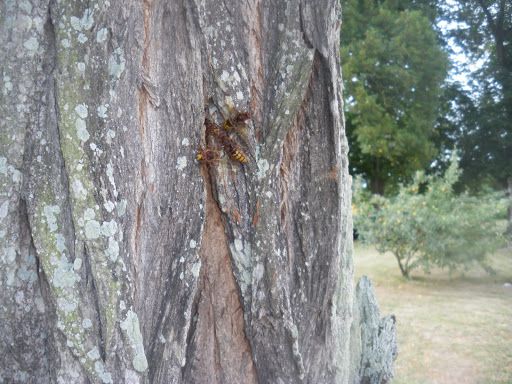 frelon européen (14 photos)