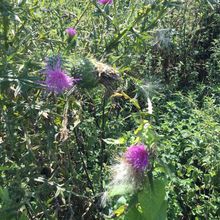 Sur des chardons ardents