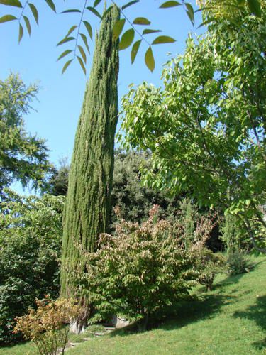 Album - jardin botanique