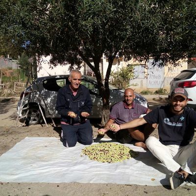 Vagues...Cueillette des olives pour la saison 2017 à Cami Rossi (Skikda)- Acte II