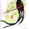 Un quetzal, c'est quoi ?