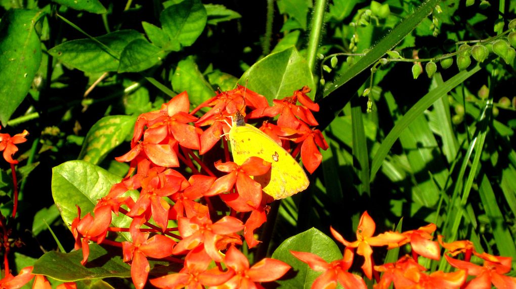 la faune et le flore local, des petites bébête bizare aux beauté de la nature...