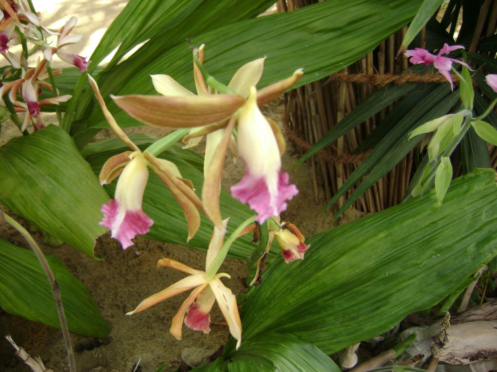 Album - Exposition orchidées