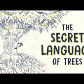 The secret language of trees - Camille Defrenne and Suzanne Simard