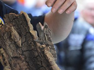 Sapeurs-pompiers animaliers à Algrange en 2017