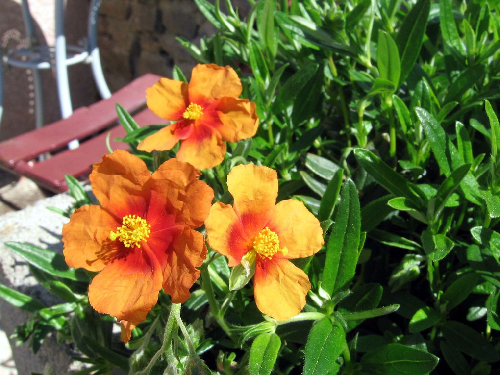 Photos diverses de fleurs et plantes de mon jardin, pour la plupart... en toutes saisons.