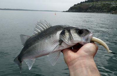 LA PECHE RECREATIVE DANS LE FINISTERE