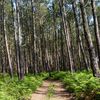 la forêt landaise.