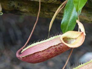 Rayong Smile Plants