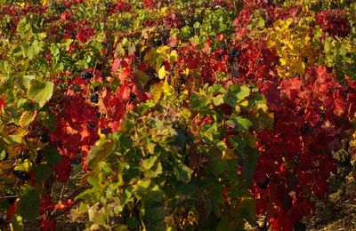 Petite histoire d'une mosaïque: "mes" vignes