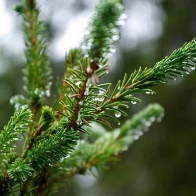 Un sapin à replanter après les fêtes