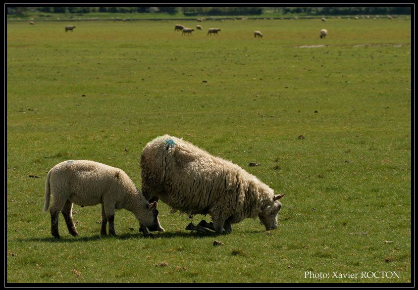 Album - Le-Mont-St-Michel-en-ULM