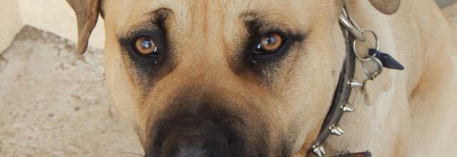 [ le-coin-des-animaux.fr ] Une médaille qui a du chien