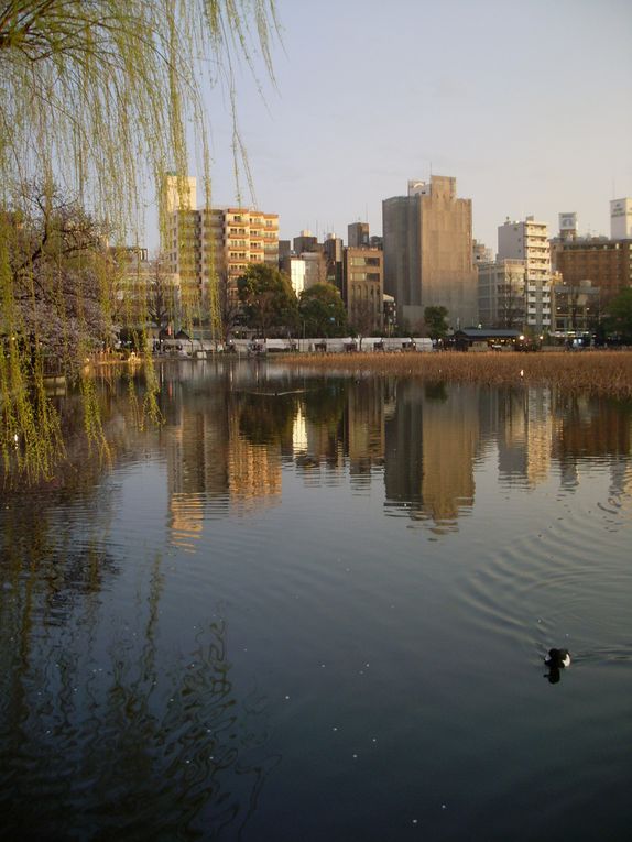 Parc Ueno et quartier Yanaka