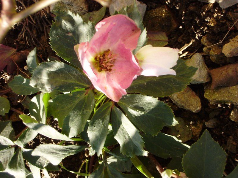 Visite en octobre 2010 du jardin d'Agapanthe un somptueux jardin en Normandie à Grigneuseville